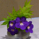 Cut flower arrangement