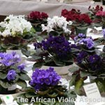 African Violet Show 2016