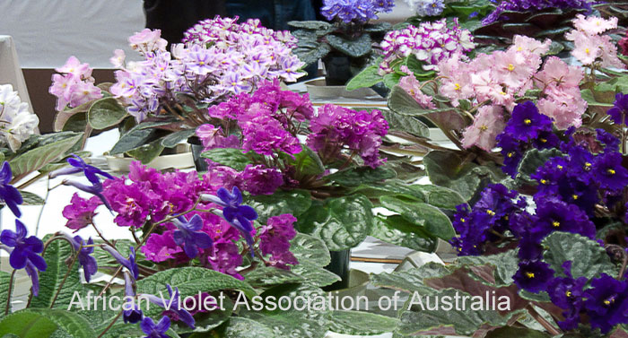 African Violet Association of Australia Show 2017