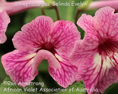 Streptocarpus Belinda Evelyn