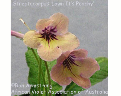 Streptocarpus It's Peachy