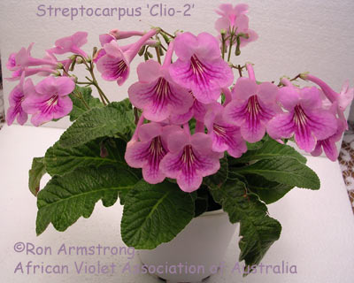 Streptocarpus Clio 2