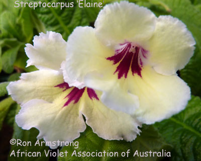 Streptocarpus Elaine