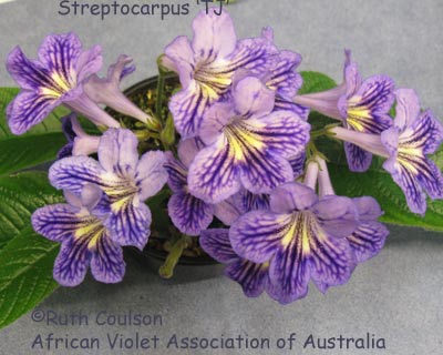 Streptocarpus TJ