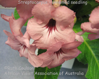 Streptocarpus seedling