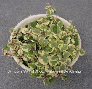 Alsobia dianthiflora variegated