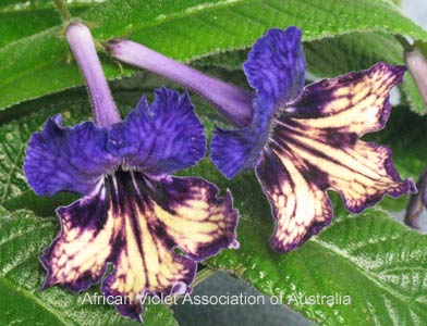Streptocarpus 'Heartland's Aussie Butterfly'